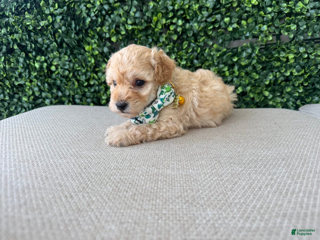 Toy Poodle dogs for sale: Tito - Image 1