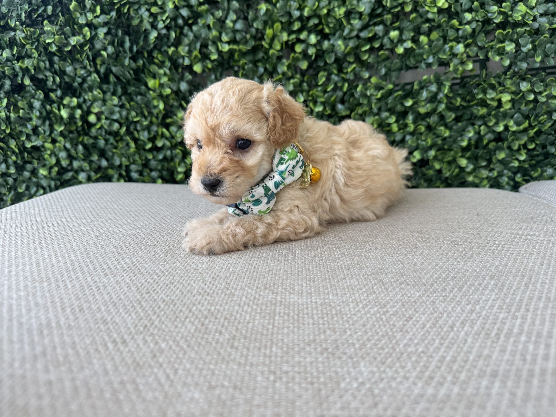 Toy Poodle dogs for sale - Ad 2
