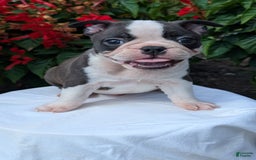 Frenchton dogs for sale: Nash - Image 5