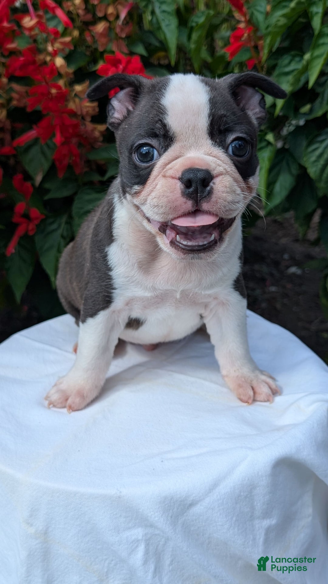 Frenchton dogs for sale: Nash - Image 5