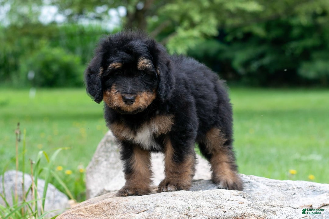 Bernedoodle dogs for sale: Cinnamon - Image 3