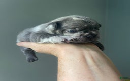 French Bulldog dogs for sale: Luna - Image 50