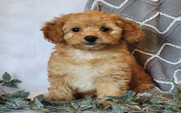 Cockapoo dogs for sale: Sara - Image 5
