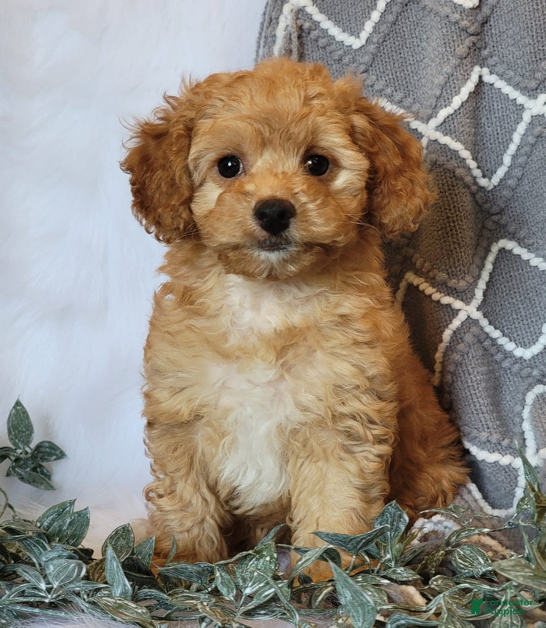 Cockapoo dogs for sale: Sara - Image 5