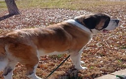 Saint Bernard dogs for sale: Bizarre - Image 5