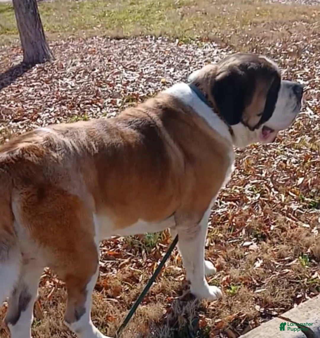 Saint Bernard dogs for sale: Bizarre - Image 5