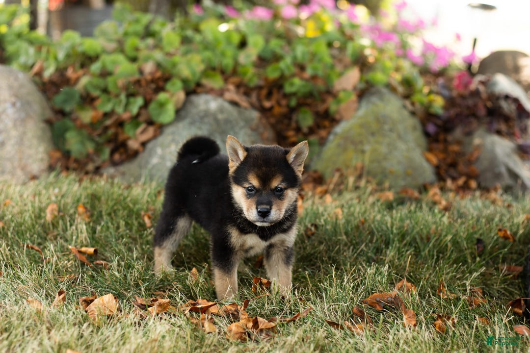 Shiba Inu dogs for sale: Charles - Image 3