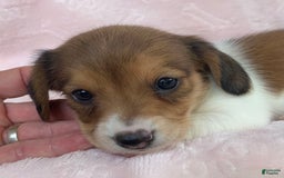 Miniature Dachshund dogs for sale: Baby Clover - Image 11