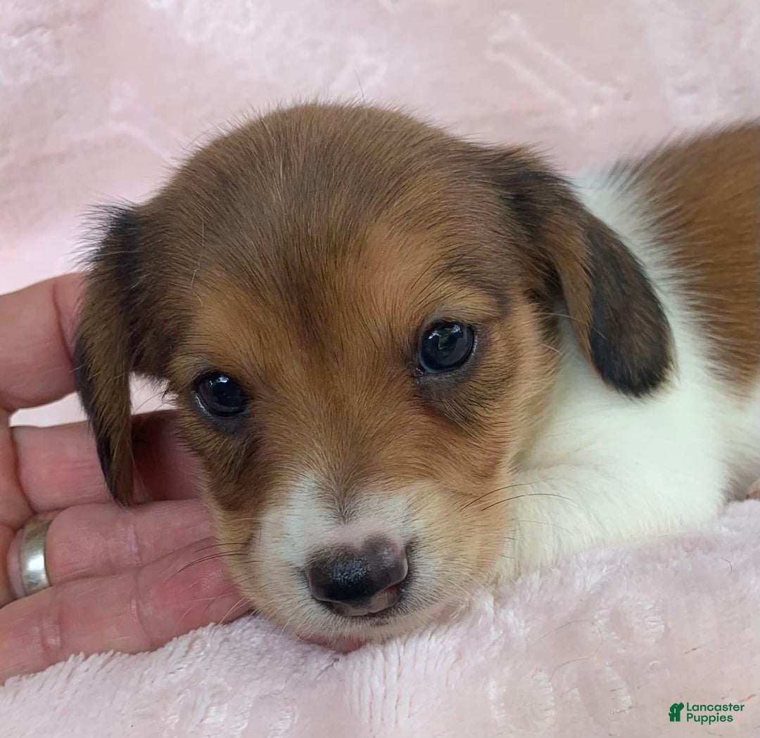 Miniature Dachshund dogs for sale: Baby Clover - Image 11
