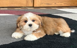 Lhasa Apso dogs for sale: Daisy Mae - Image 8