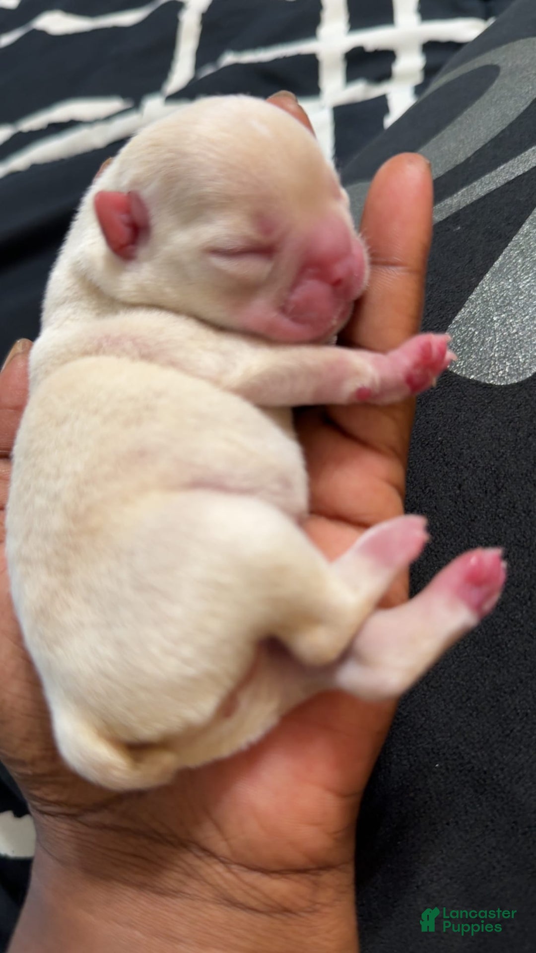 French Bulldog dogs for sale: Soilder - Image 6