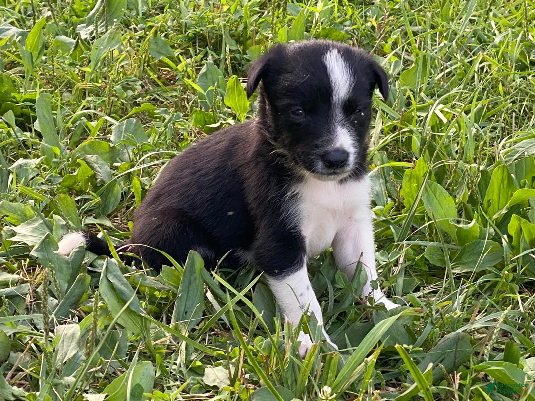 Border Collie dogs for sale: Blackie - Image 3