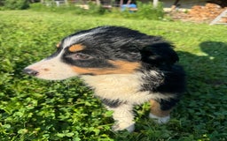 Australian Shepherd dogs for sale: Ahsoko - Image 19