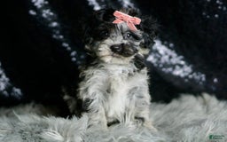Maltipoo dogs for sale: Blackberry - Image 7