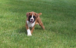 Boxer dogs for sale: Eden - Image 5