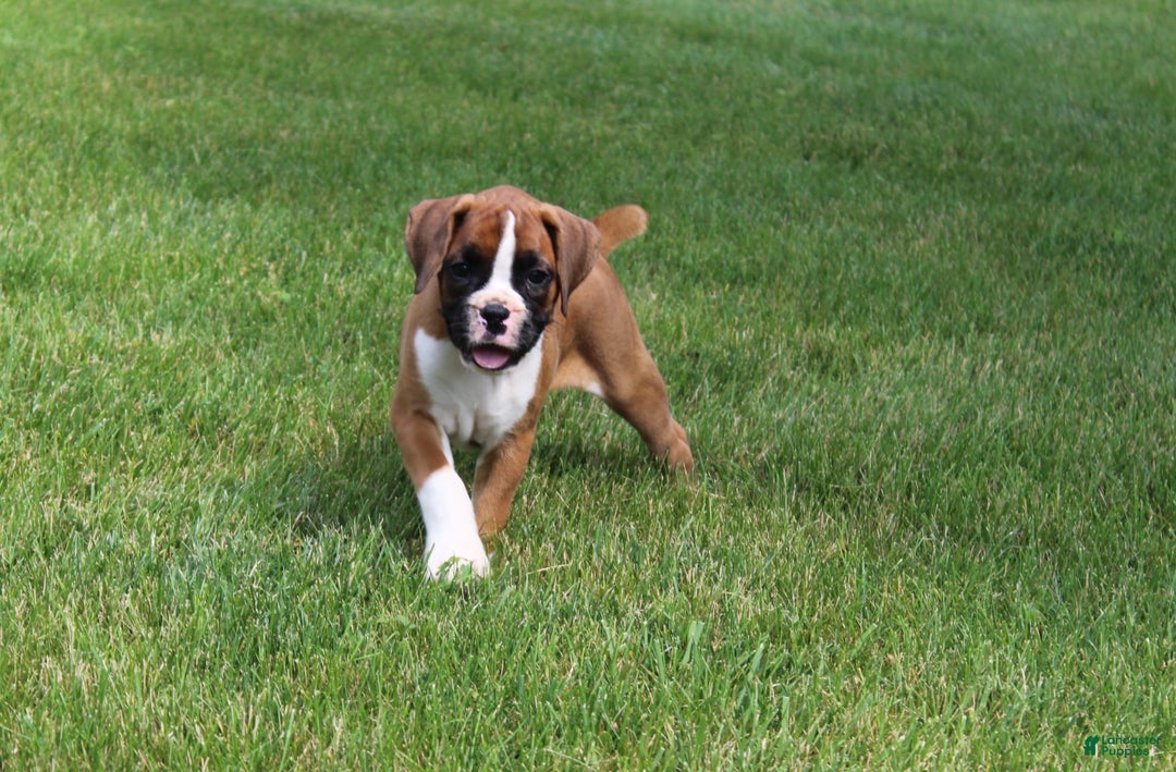 Boxer dogs for sale: Eden - Image 5