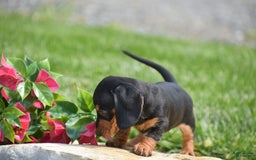 Miniature Dachshund dogs for sale: Halo - Image 3