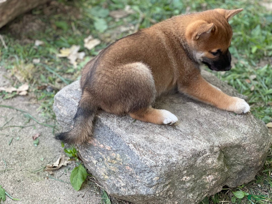 Shiba Inu dogs for sale: Hootch - Image 2
