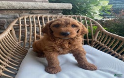 Mini Goldendoodle dogs for sale: Jack - Image 3