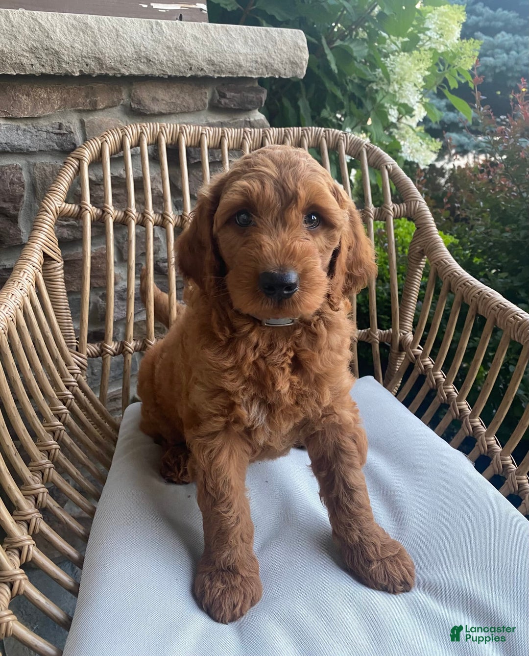 Mini Goldendoodle dogs for sale: Jack - Image 3