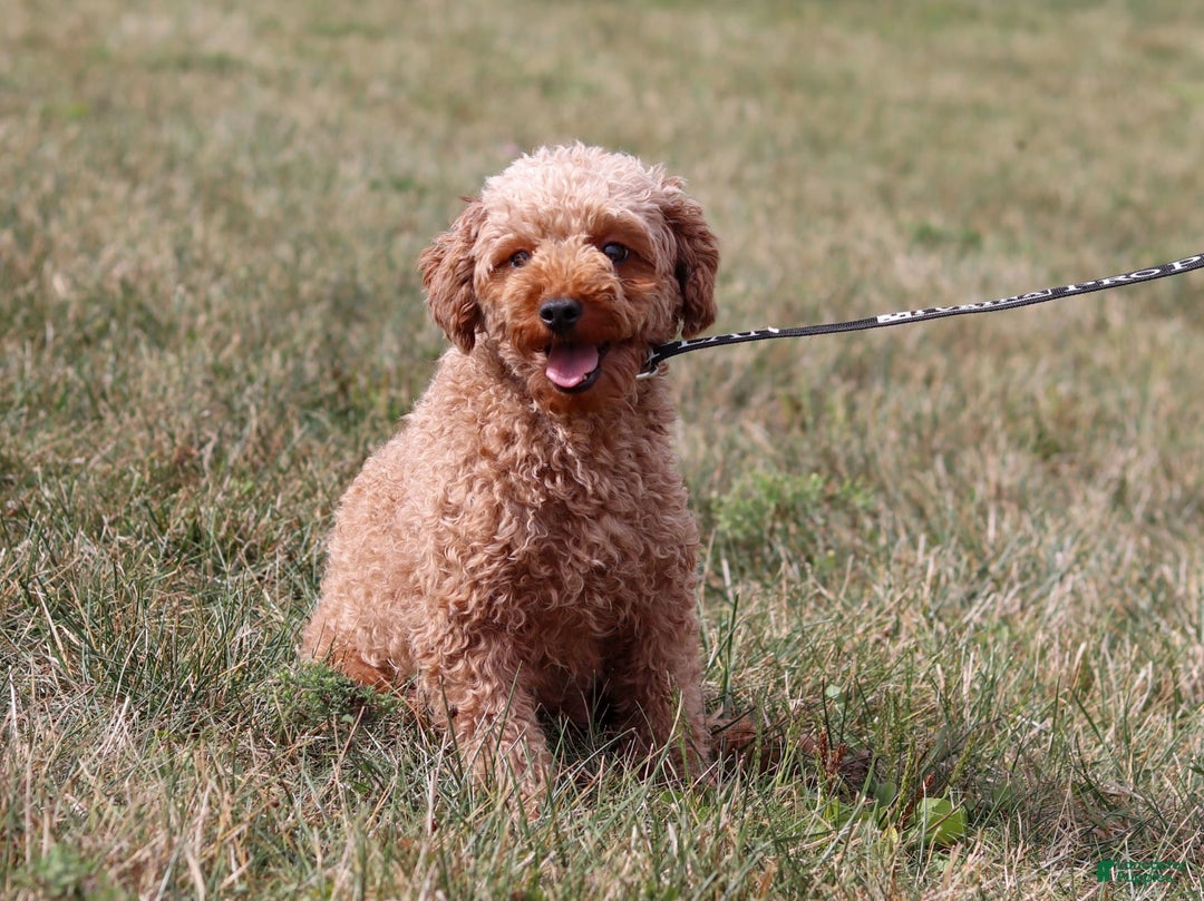 Miniature Poodle dogs for sale: Ripley - Image 12