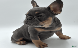 French Bulldog dogs for sale: Montreal - Image 3