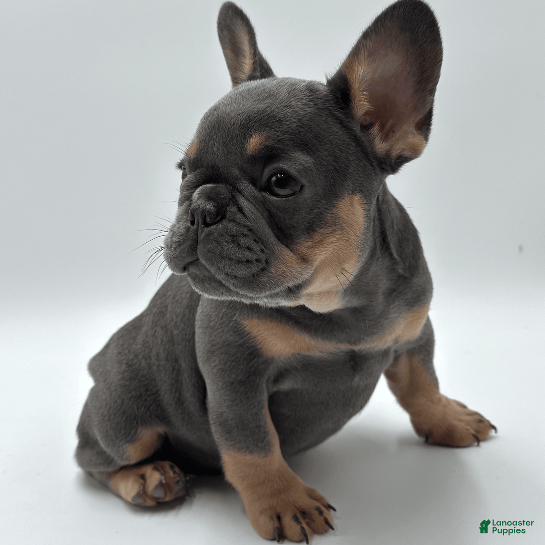 French Bulldog dogs for sale: Montreal - Image 3