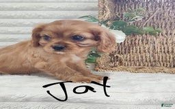 Cavalier King Charles Spaniel dogs for sale: Jay - Image 8
