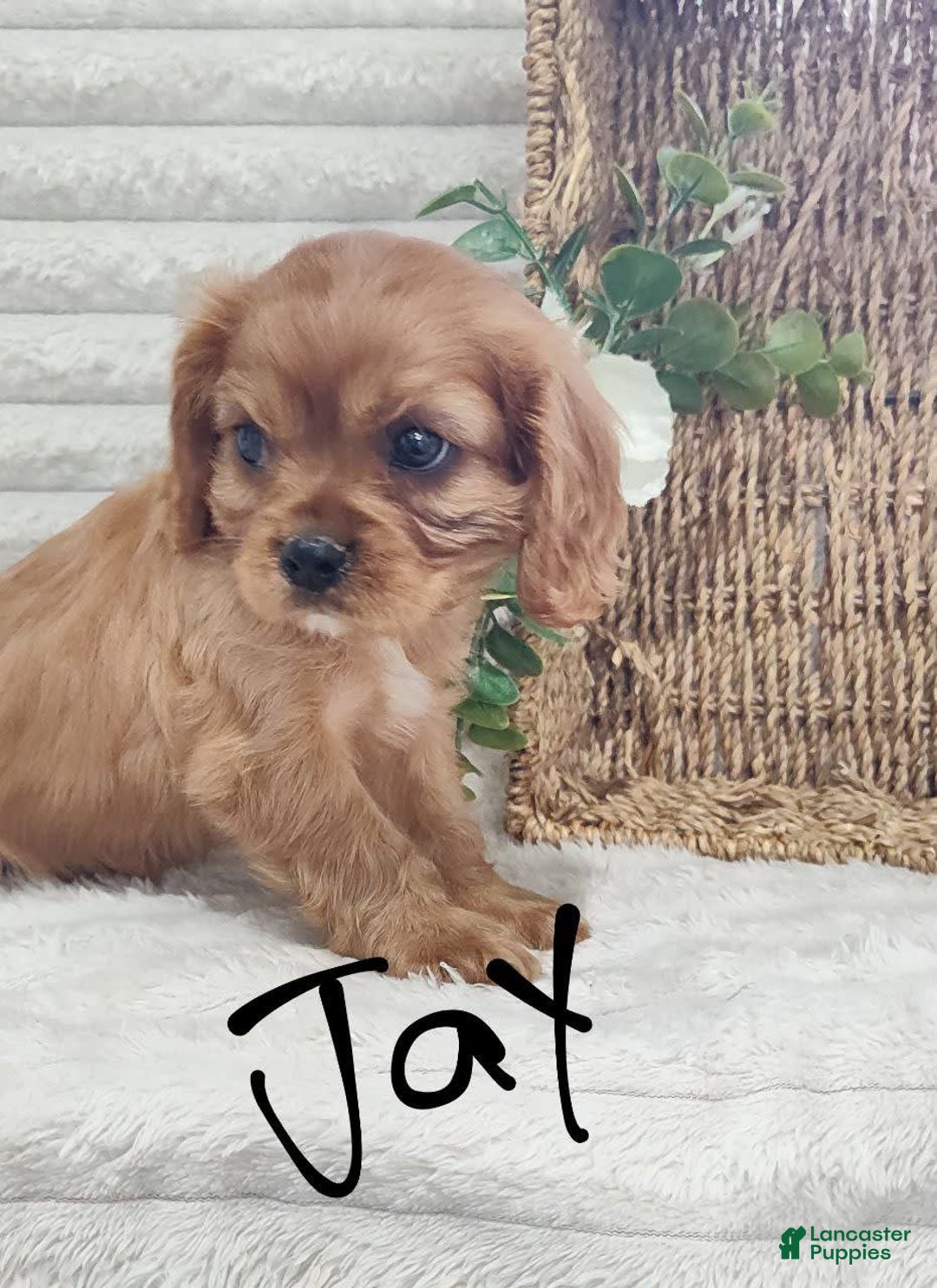 Cavalier King Charles Spaniel dogs for sale: Jay - Image 8