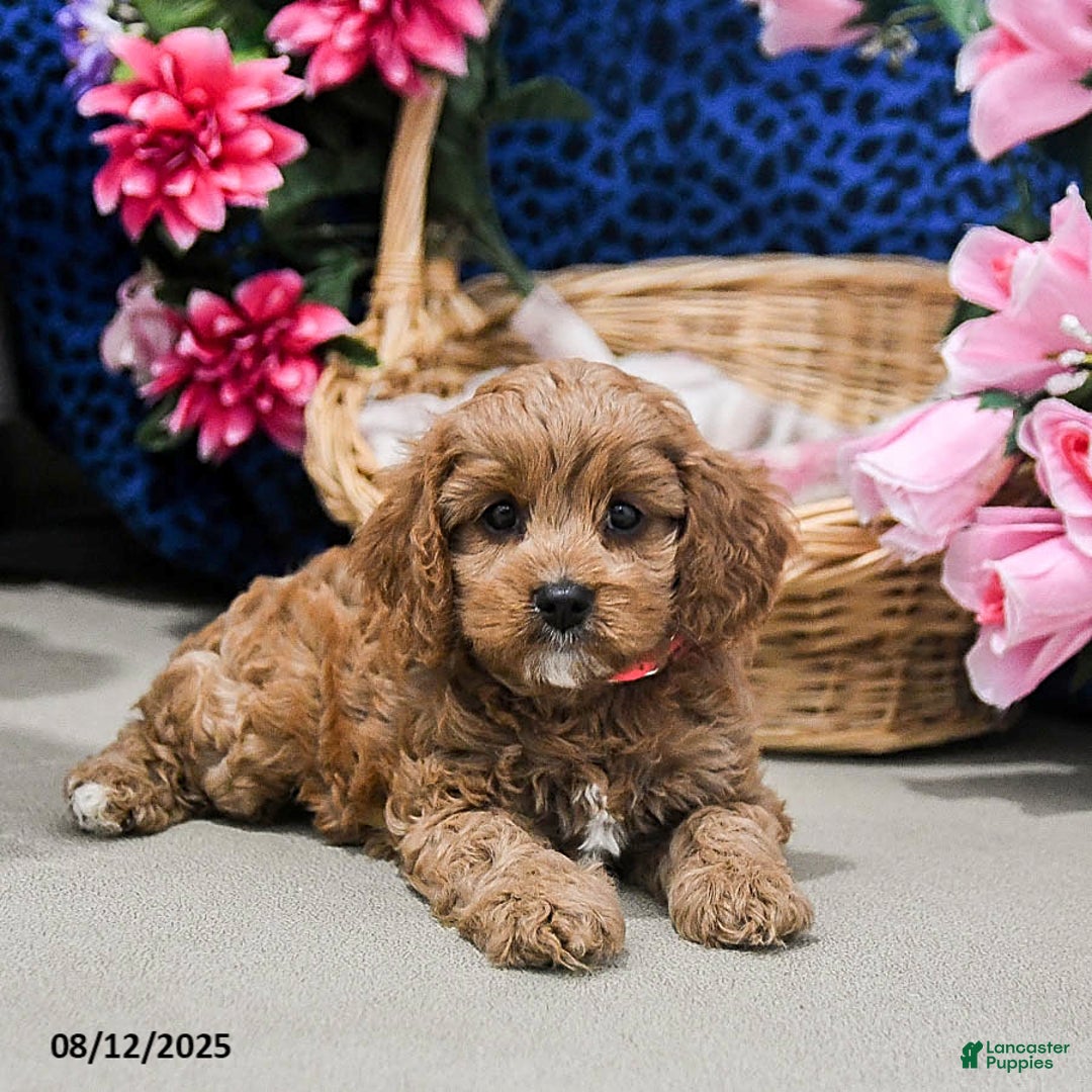 Cavapoo dogs for sale: Buttercup - Image 3