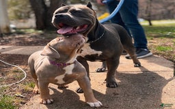 American Bully dogs for sale: Diamond - Image 13