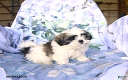 Shih Tzu dogs for sale: Keith - Image 2