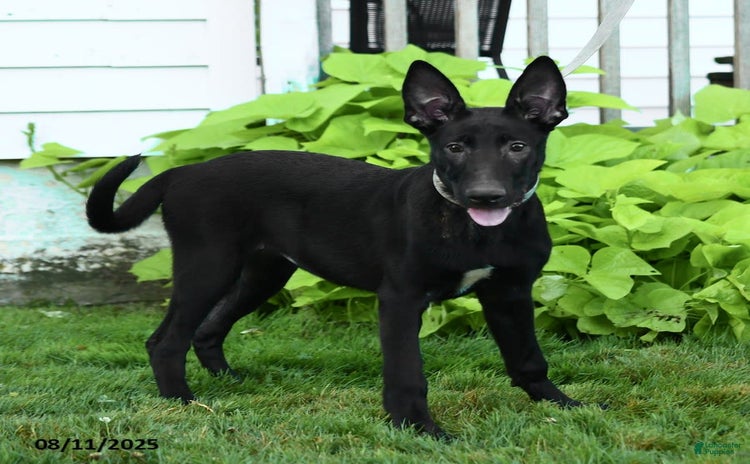 Belgian Malinois dogs for sale - Ad 3