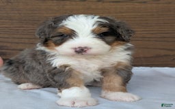 Mini Bernedoodle dogs for sale: Louie - Image 22