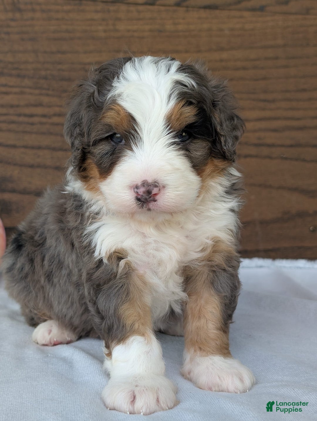 Mini Bernedoodle dogs for sale: Louie - Image 22