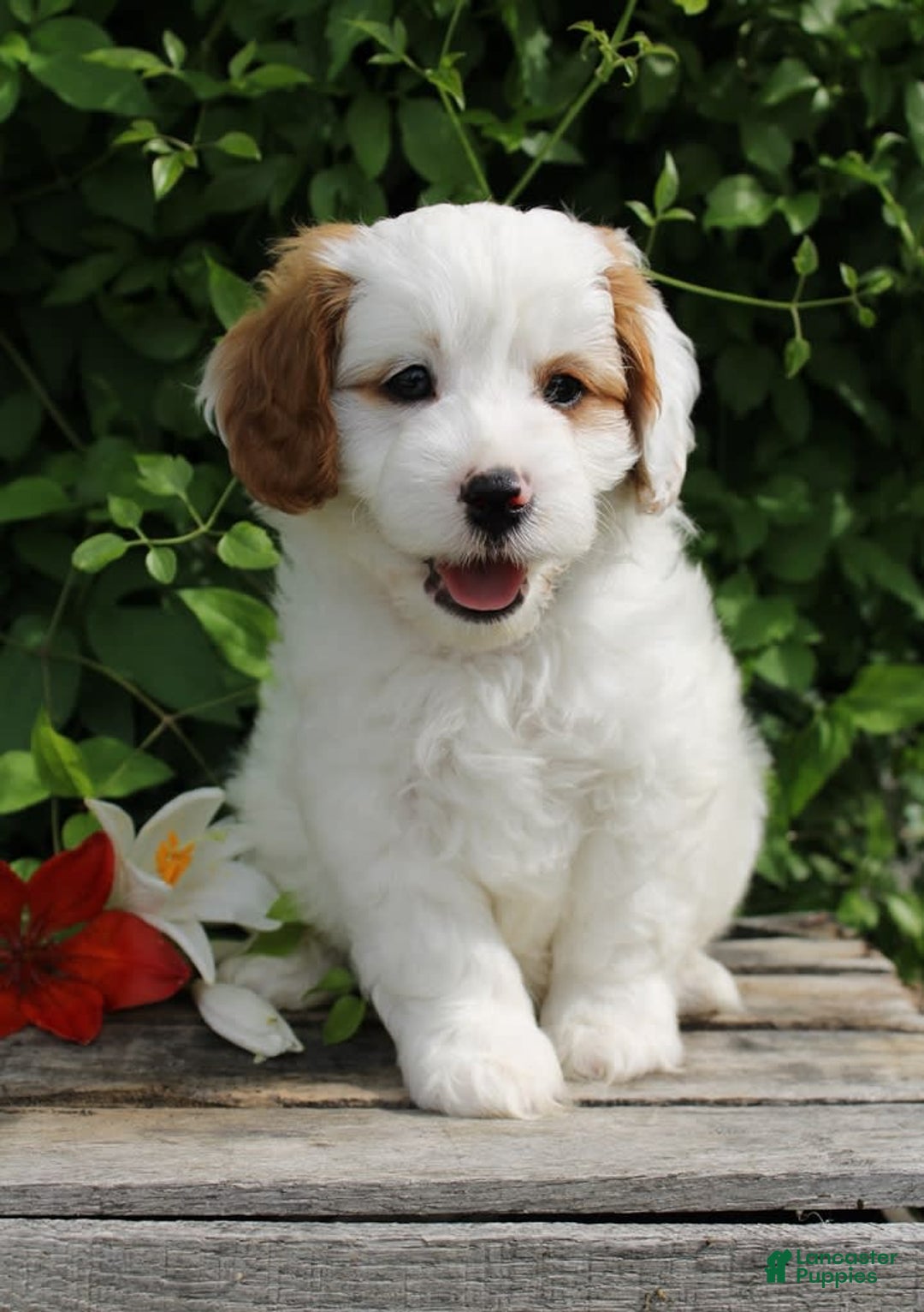 Cavapoo dogs for sale: Cavapoo 5 puppies - Image 20