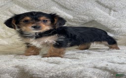 Yorkiepoo dogs for sale: Buster - Image 4