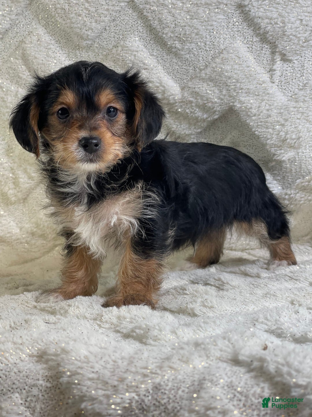Yorkiepoo dogs for sale: Buster - Image 4