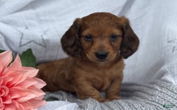 Miniature Dachshund dogs for sale: Teddy - Image 6