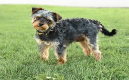 Yorkiepoo dogs for sale: Cedar - Image 4