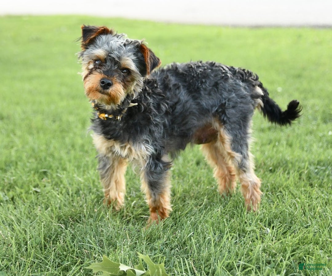 Yorkiepoo dogs for sale: Cedar - Image 4