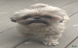 Shih Tzu dogs for sale: Teddy - Image 3