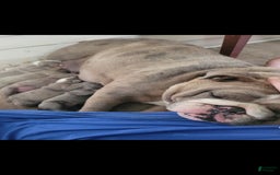 English Bulldog dogs for sale: Lexi - Image 9