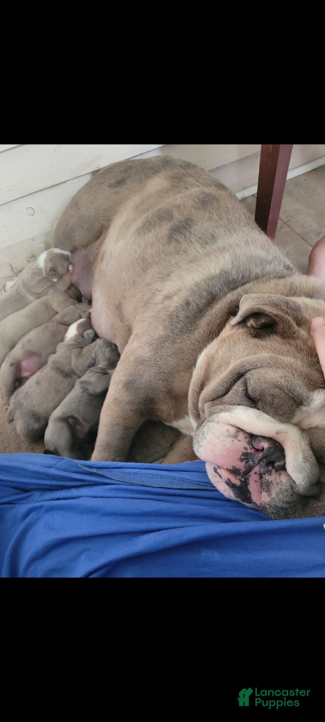 English Bulldog dogs for sale: Lexi - Image 9
