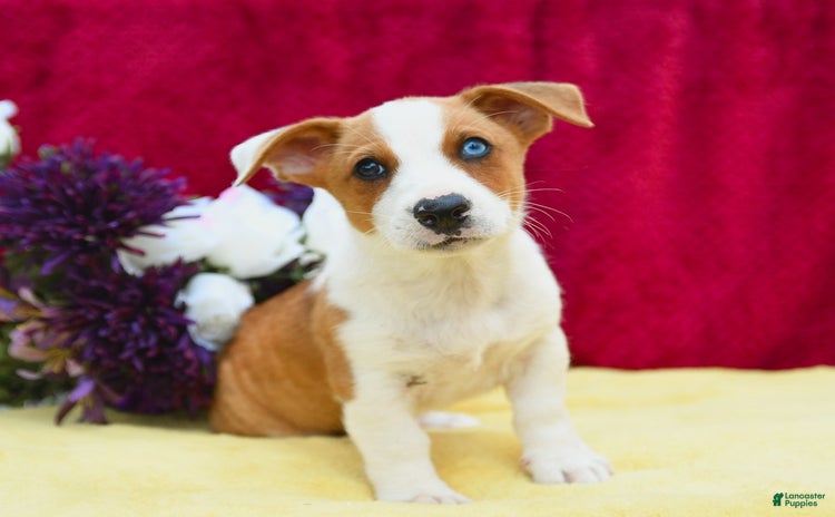 Welsh Corgi Pembroke dogs - Advert 8