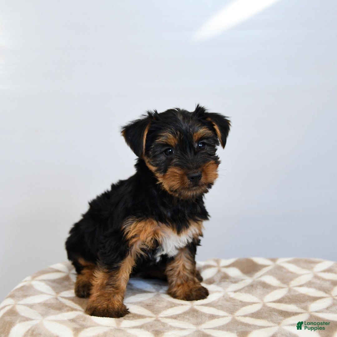 Yorkshire Terrier dogs for sale: Klara - Image 3