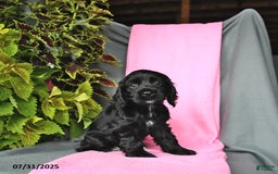 Cocker Spaniel dogs for sale: Emma - Image 1