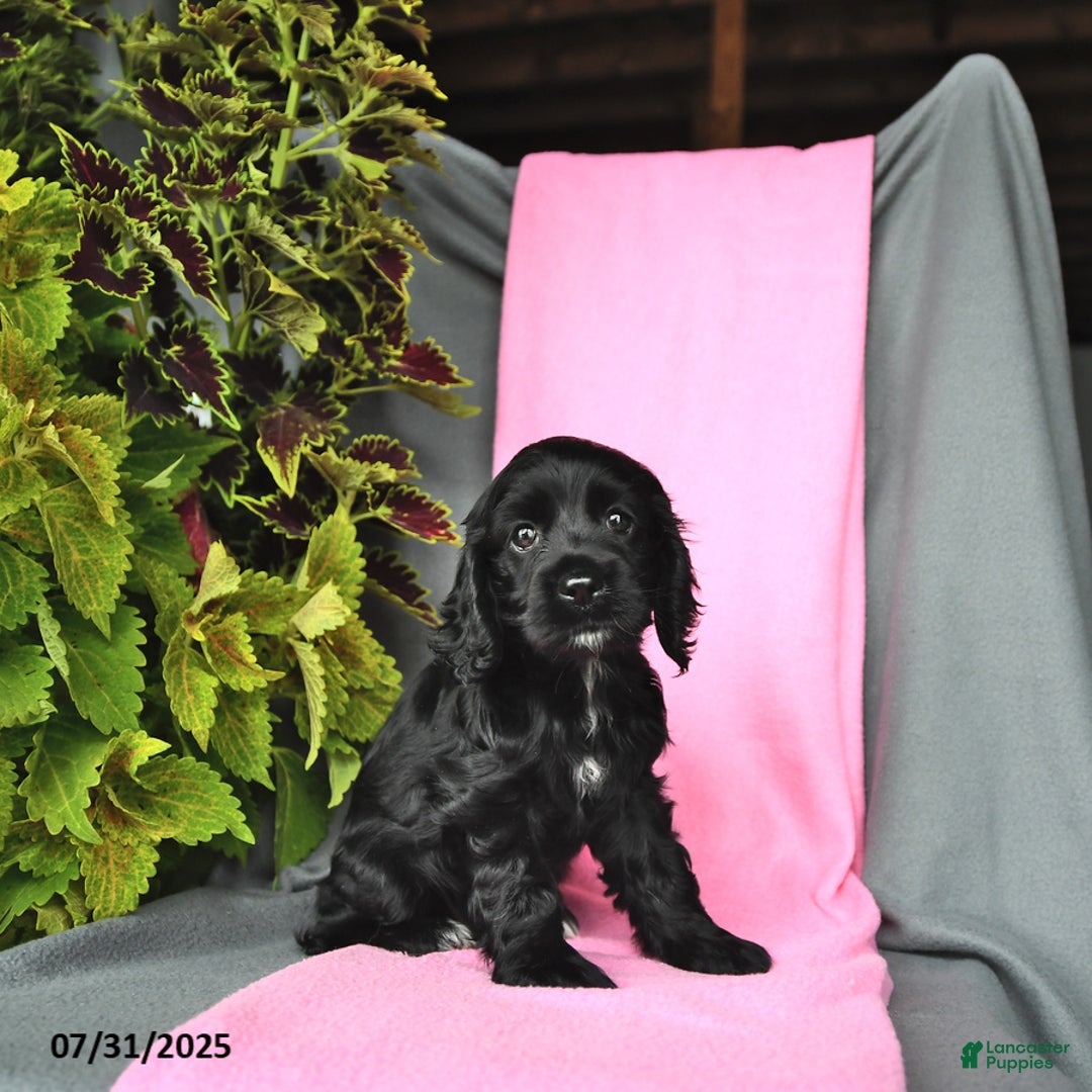 Cocker Spaniel dogs for sale: Emma - Image 1