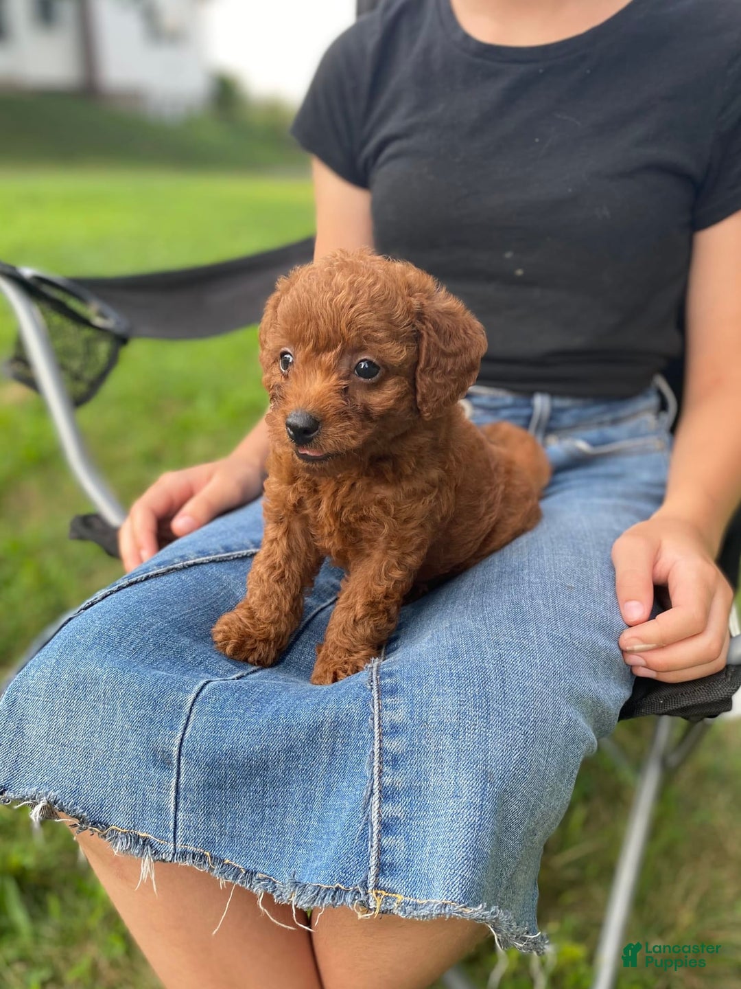  dogs for sale: Bailey - Image 4