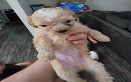 Maltipoo dogs for sale: Charlie - Image 1